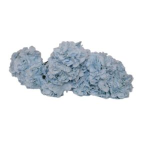 W13-000-002.jpg Babyblue Hydragen