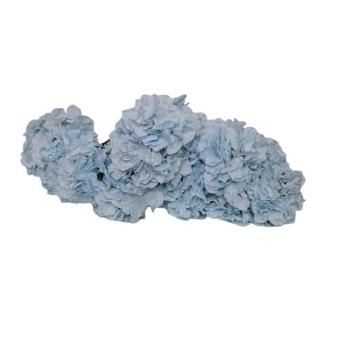 Babyblue Hydragen