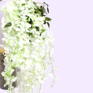 W13-000-014.jpg Wisteria Ivory