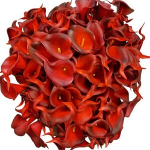 Red Bungundy Calla Lily