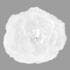 W08-000-019-3 Silk Peony Flower Napkin Ring Holder - White